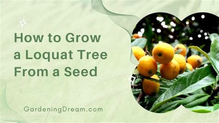 How long does loquat take to grow