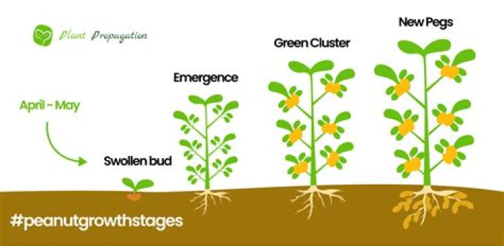 How long does peanut take to grow