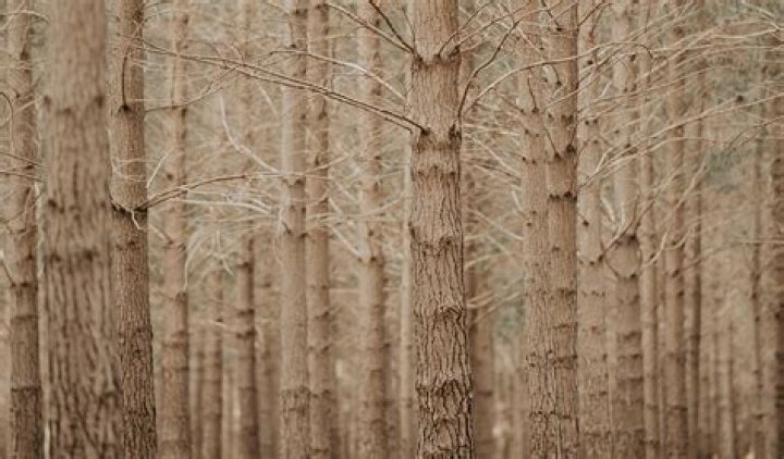 How long does pine take to darken