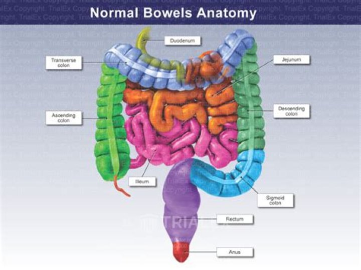 How long is the human small bowel
