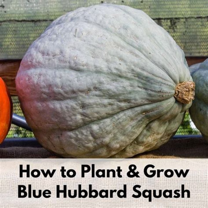 How long will Hubbard squash keep