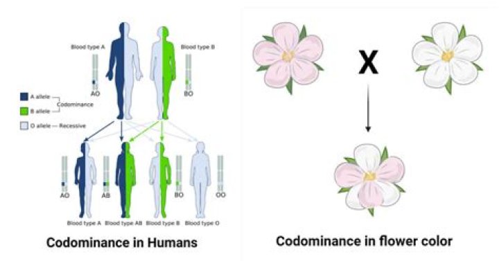 How many alleles are in Codominance