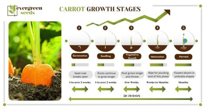 How many carrots are grown a year