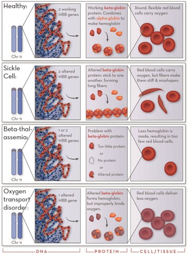 How many chains are in hemoglobin