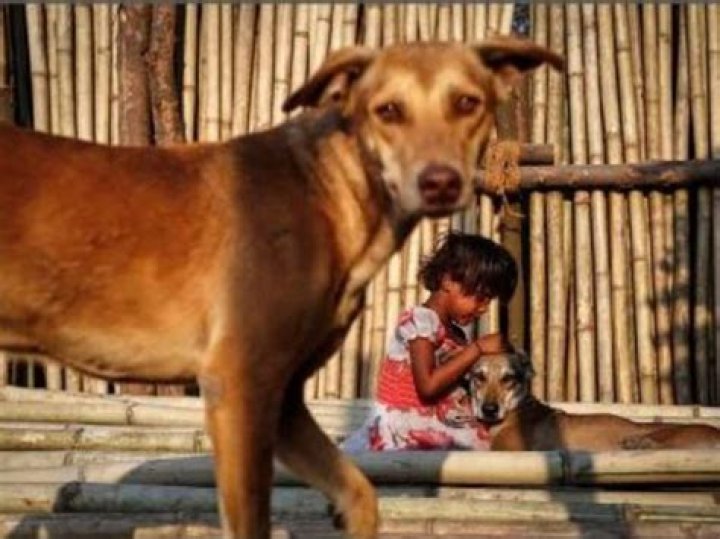 How many dogs are killed each day