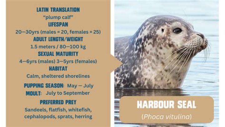 How many harbor seals are left in the world