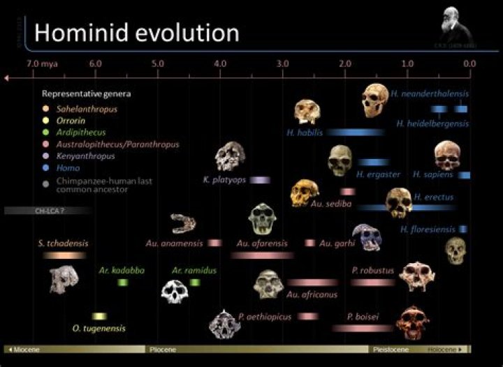 How many hominins are alive today