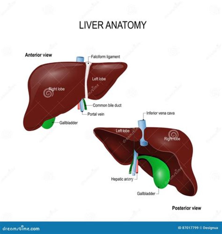 How many lobes are in a liver