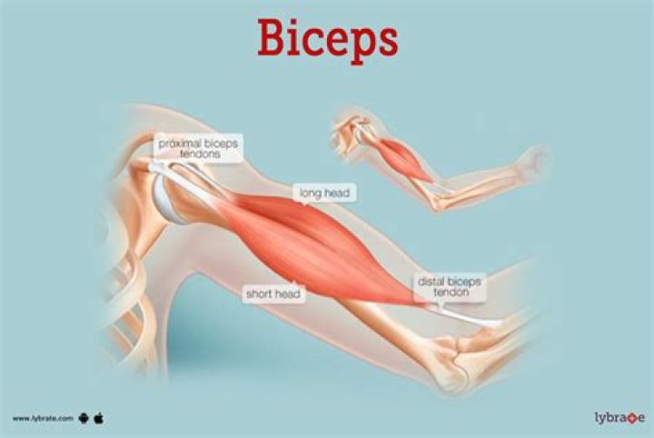 How many muscles are in the biceps