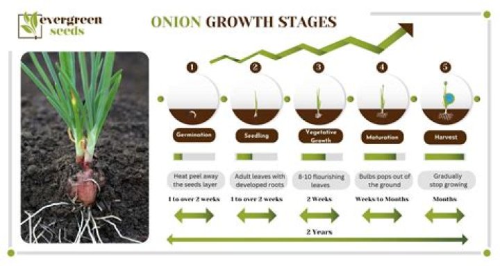 How many onions grow in a hectare