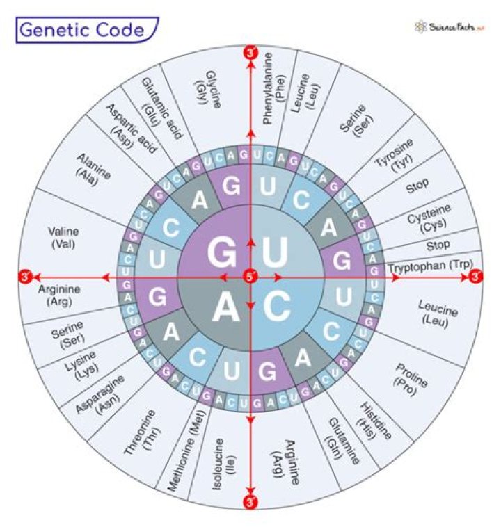 How many proteins can a gene code for