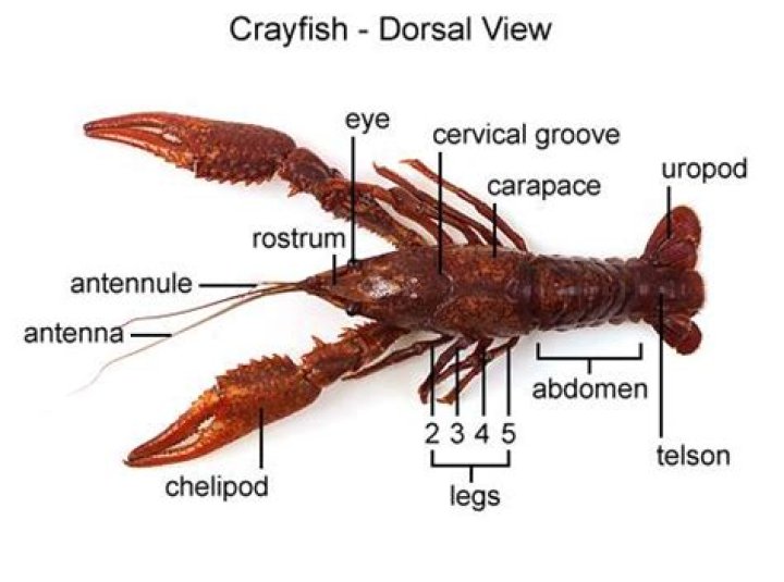 How many regions do crayfish have