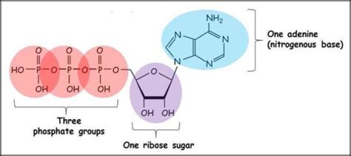 How many ribose are in ATP