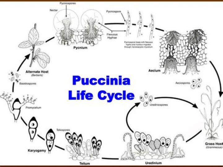 How many types of spores are produced in life cycle of Puccinia graminis