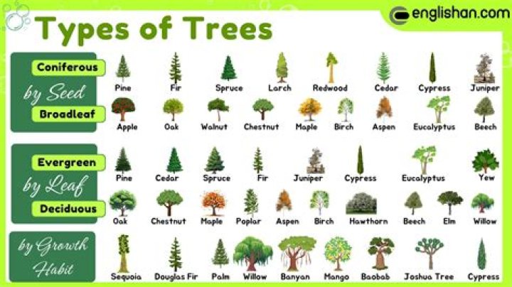 How many types of trees are in UK