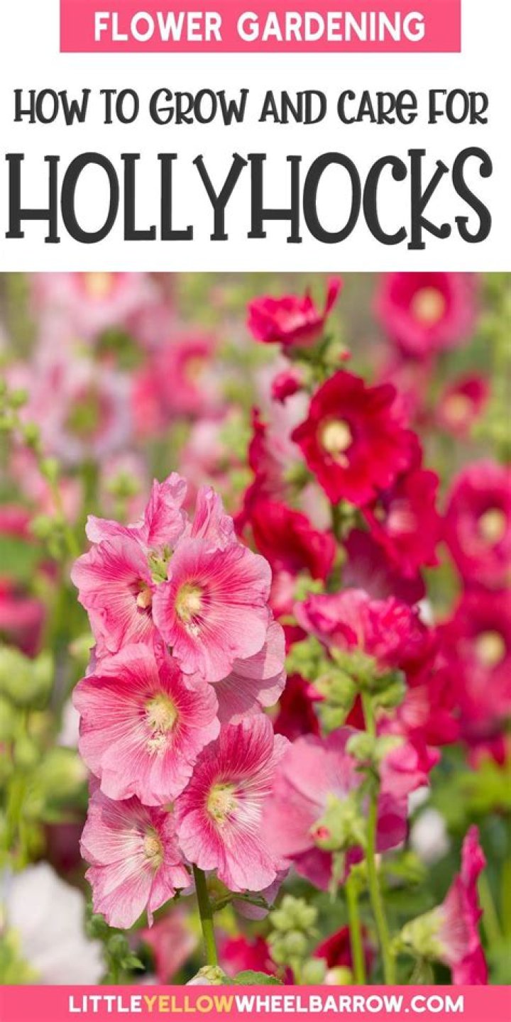 How many years do hollyhocks last