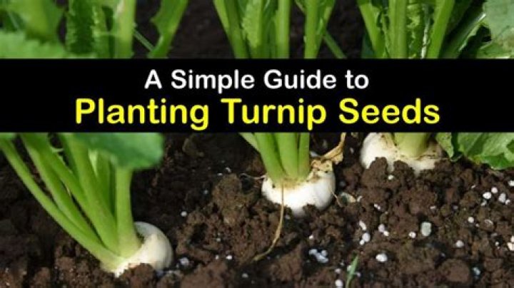 How much are turnip seeds a pound
