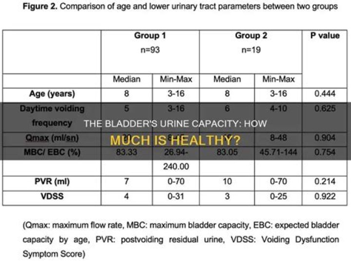 How much can a human bladder hold