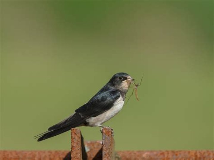 How much do swallows eat in a day
