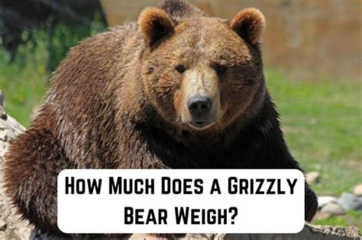 How much does a 600 grizzly weigh