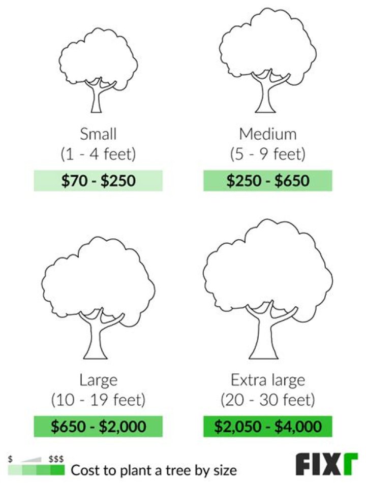 How much does a baby tree cost