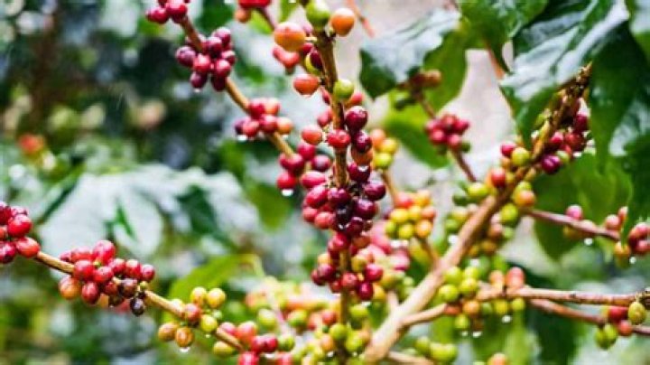 How much does a coffee plant cost
