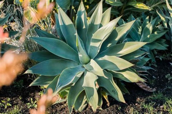How much does an agave plant cost