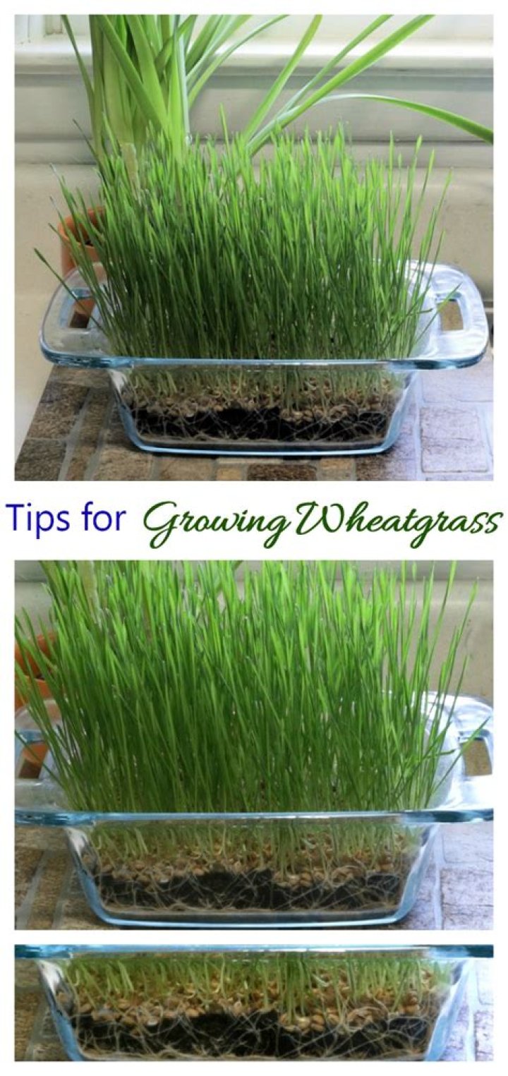 How much does wheatgrass sell for