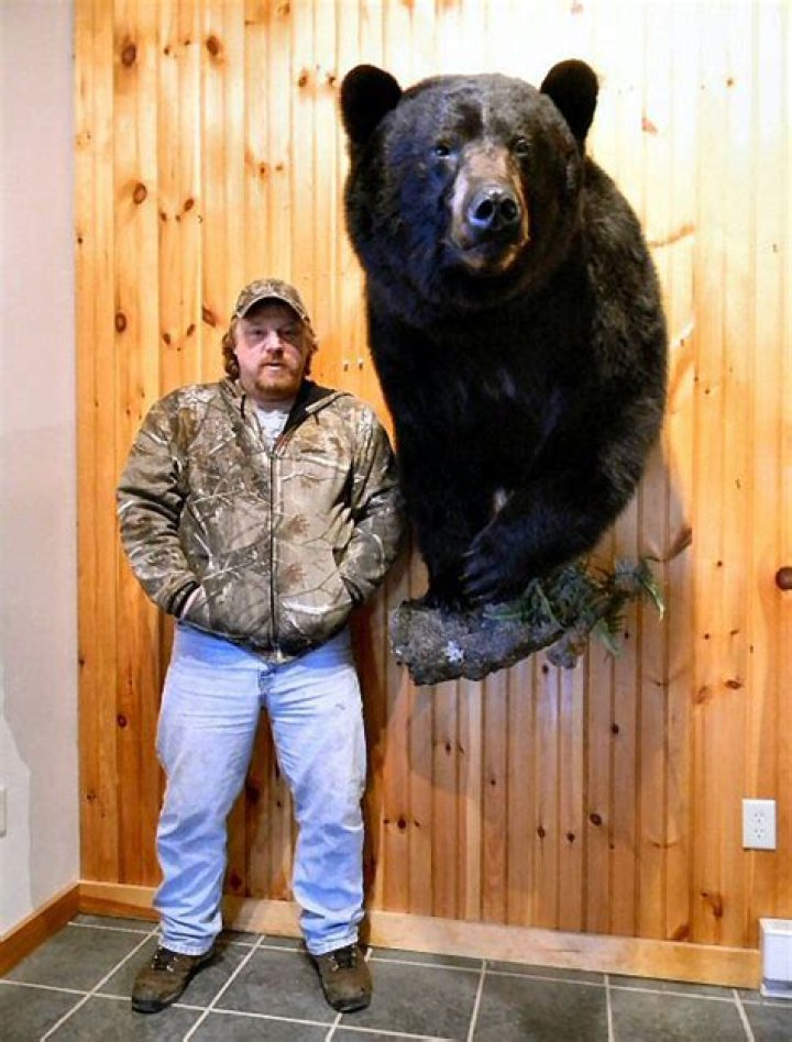 How much is a bear shoulder mount