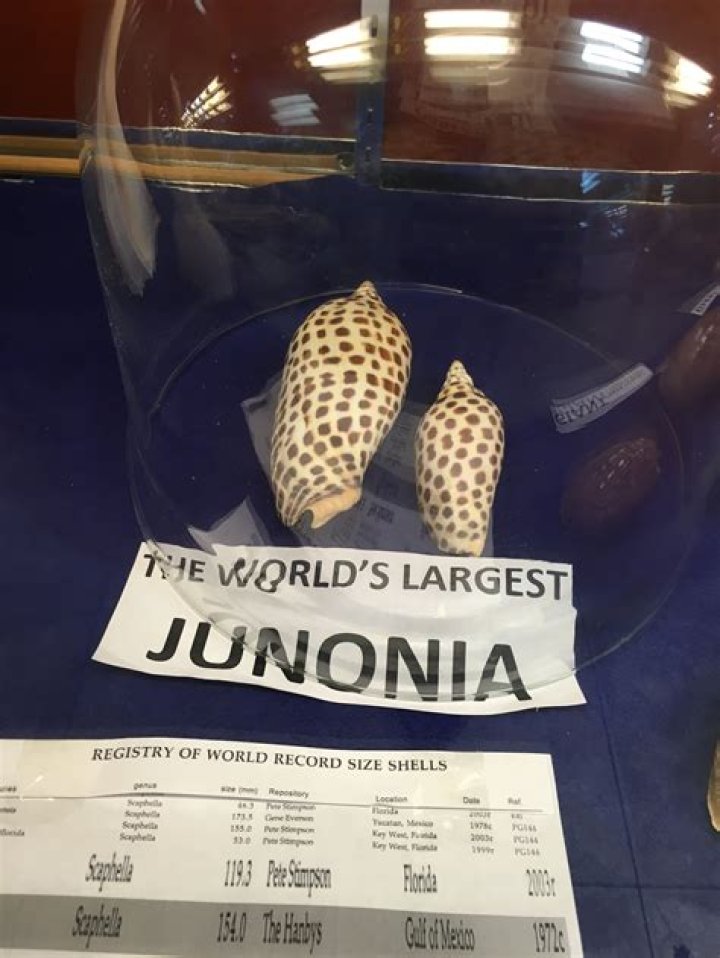 How much is a Junonia shell worth