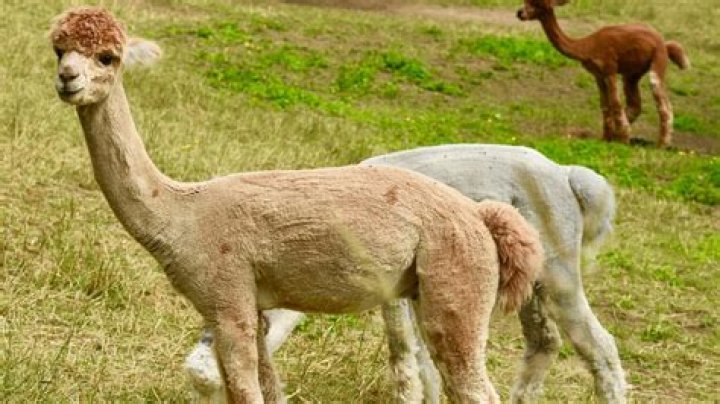 How much is alpaca poop worth