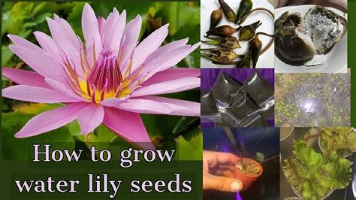 How much water do lily bulbs need