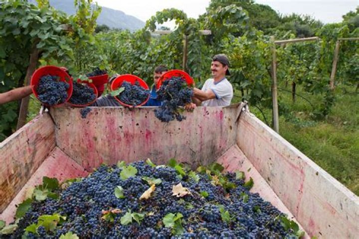 How often are grapes harvested