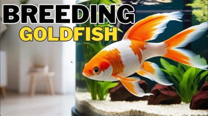 How often do Comet goldfish breed