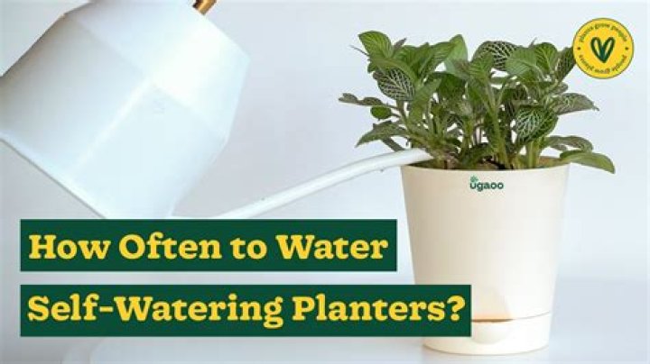 How often do you water Podocarpus