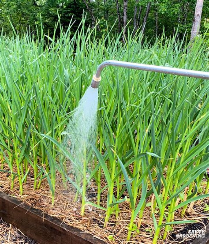 How often should I water shallots