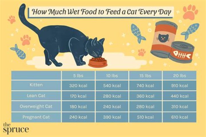 How often should you feed a mouse