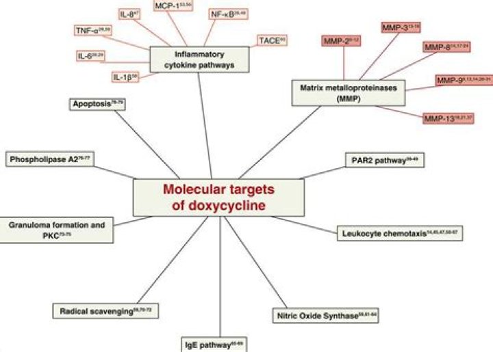 How quickly will doxycycline work