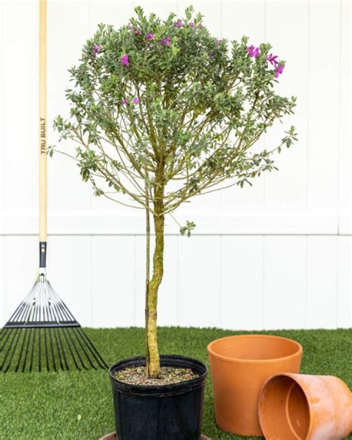 How tall does a Texas sage tree get