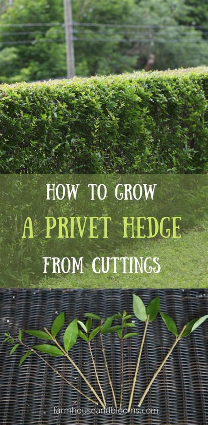 How tall should a privet hedge be