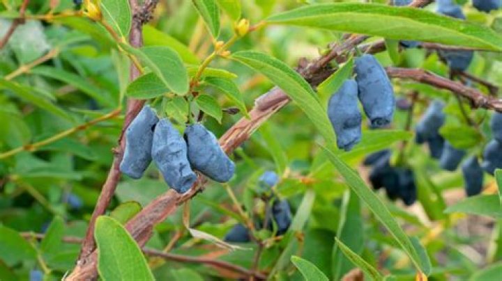 How wide do honeyberry bushes get