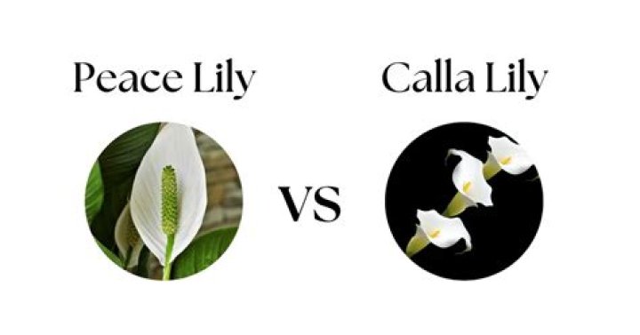 Is a calla lily a peace lily