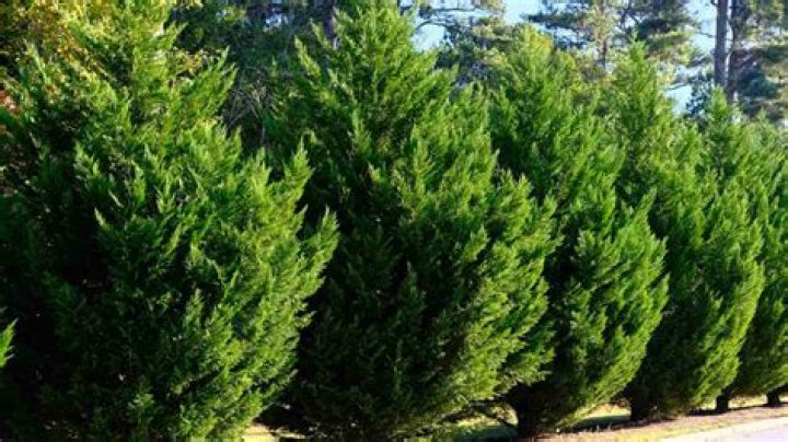 Is a cypress tree a pine tree