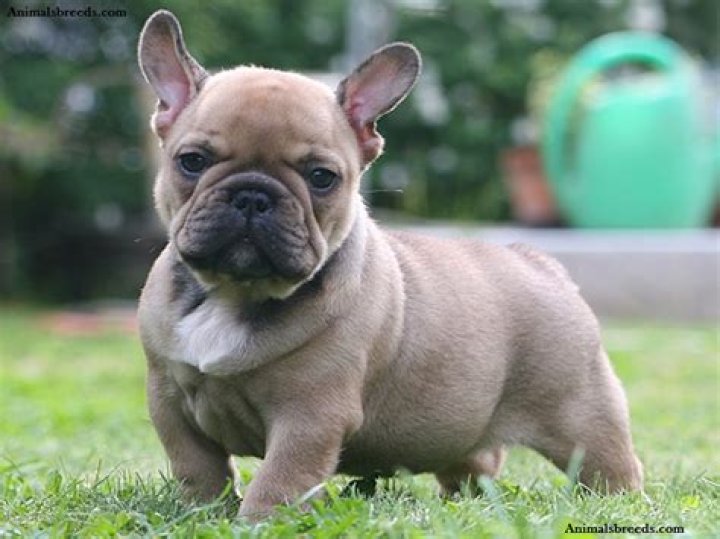 Is a French bulldog a bulldog
