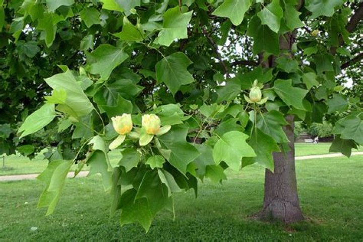 Is a tulip tree native to Indiana