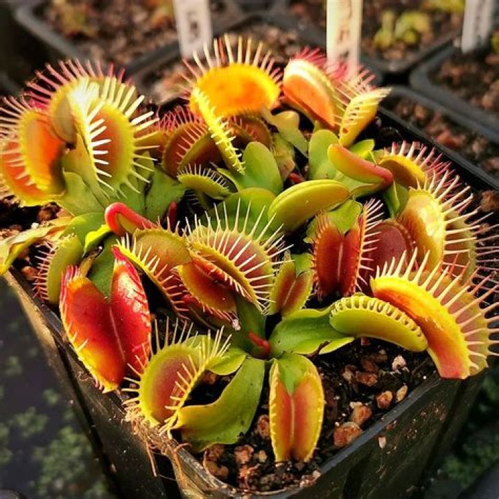 Is a Venus flytrap annual or perennial