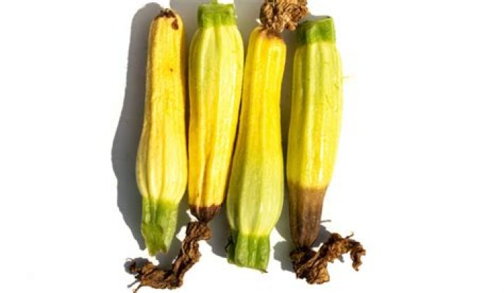 Is a zucchini bad if its soft
