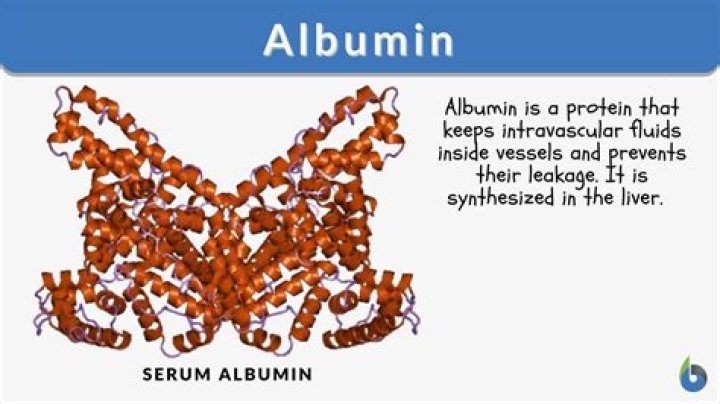 Is albumin an acute phase protein