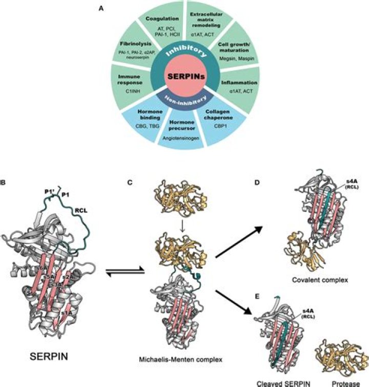 Is antithrombin a Serpin