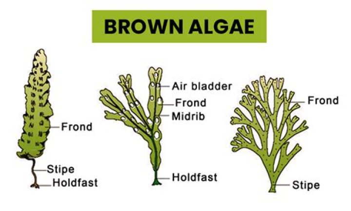 Is brown algae a plant or protist